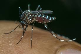 Dengue: Ministério da Saúde divulga novos números