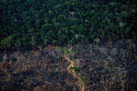 Desmatamento na  na Amazônia  caiu 50% em 2023